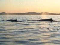 Croisières Baleines Neptune Escoumins